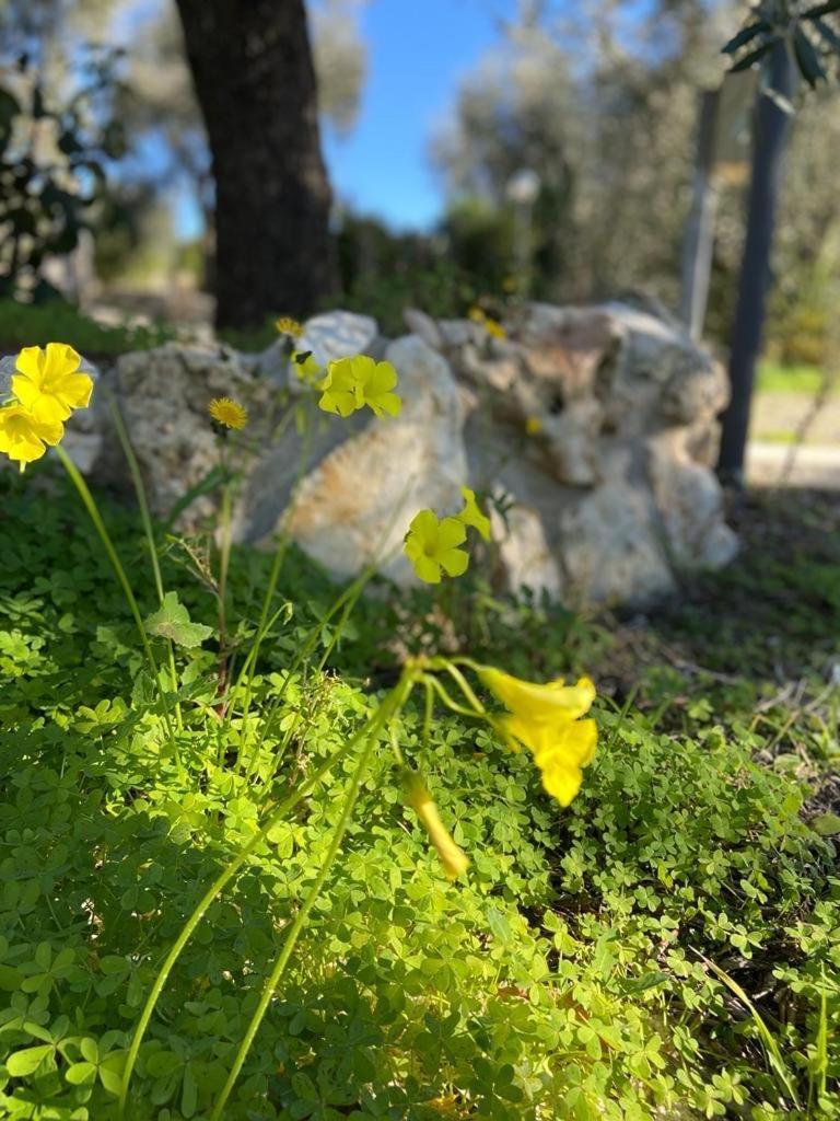 Dimora Toma Διαμέρισμα Βιέστε Εξωτερικό φωτογραφία